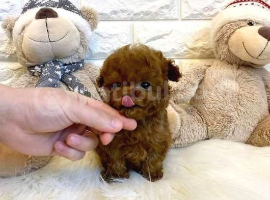 Koyu Kahverengi Toypoodle Yavrular Her Yere Gönderilir görsel