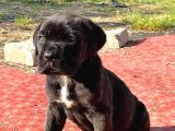 Cane Corso Erkek Son Tek Yavru