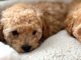 Erkek Toy Poodle Yavru