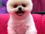 Petshop Güvencesi İle