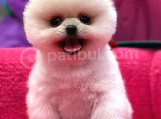 Petshop Güvencesi İle görsel