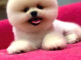 Petshop Güvencesi İle