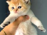 ÜRETİM VE PET SCRLİ BİRİTSH SHORTHAİR NY25 ERKEK - İZMİR
