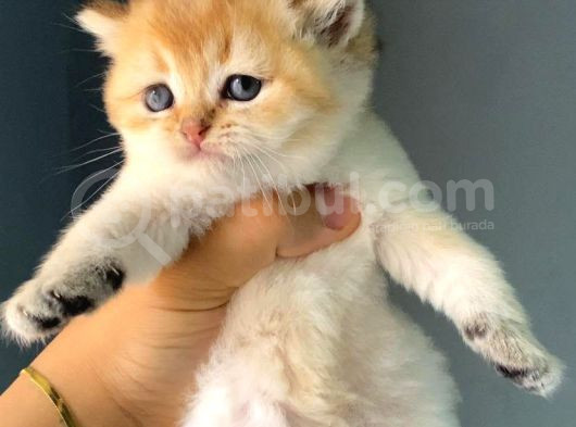 Üreti̇m Ve Pet Scrli̇ Bi̇ri̇tsh Shorthai̇r Ny25 Erkek - İzmi̇r