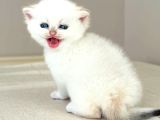 Safkan Secereli̇ British Shorthair Golden Poi̇nt Di̇şi̇ Yavru