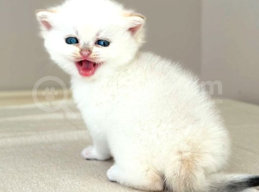 Safkan Secereli̇ British Shorthair Golden Poi̇nt Di̇şi̇ Yavru görsel
