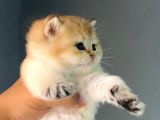 Üreti̇m Ve Pet Scrli̇ Bi̇ri̇tsh Shorthai̇r Ny25 Erkek - İzmi̇r