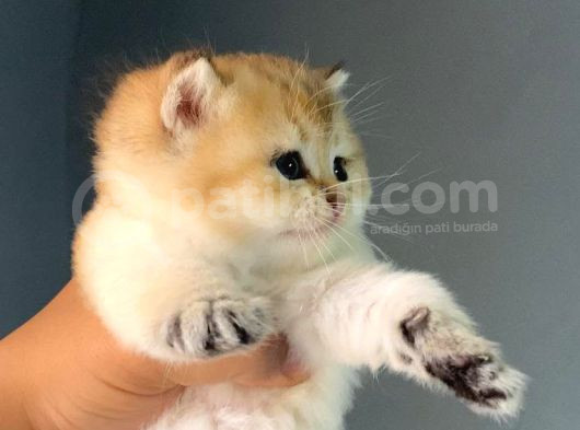 Üreti̇m Ve Pet Scrli̇ Bi̇ri̇tsh Shorthai̇r Ny25 Erkek - İzmi̇r görsel
