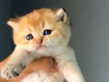 Üreti̇m Ve Pet Scrli̇ Bi̇ri̇tsh Shorthai̇r Ny25 Erkek - İzmi̇r