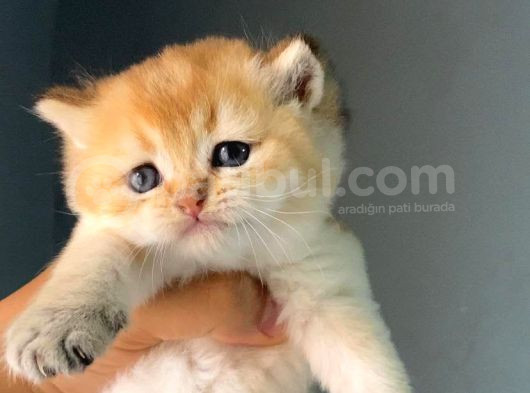 Üreti̇m Ve Pet Scrli̇ Bi̇ri̇tsh Shorthai̇r Ny25 Erkek - İzmi̇r görsel