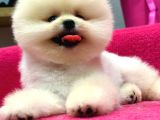 Petshop Güvencesi İle