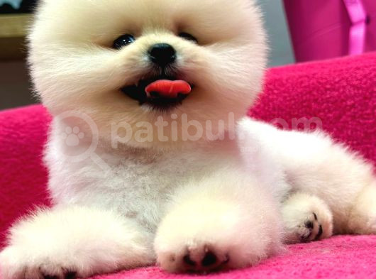 Petshop Güvencesi İle görsel