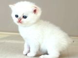 Safkan Secereli̇ British Shorthair Golden Poi̇nt Di̇şi̇ Yavru