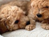 Erkek Toy Poodle Yavru