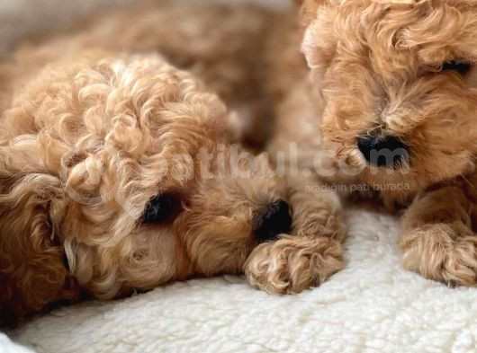 Erkek Toy Poodle Yavru görsel