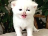 Safkan Secereli̇ British Shorthair Golden Poi̇nt Di̇şi̇ Yavru
