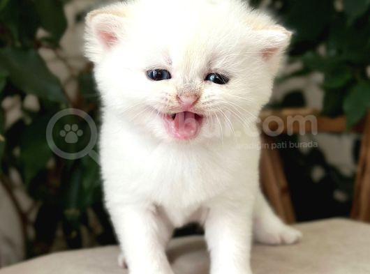Safkan Secereli̇ British Shorthair Golden Poi̇nt Di̇şi̇ Yavru görsel
