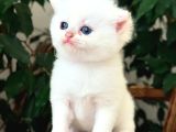 SAFKAN SECERELİ BRITISH SHORTHAIR GOLDEN POİNT DİŞİ YAVRU