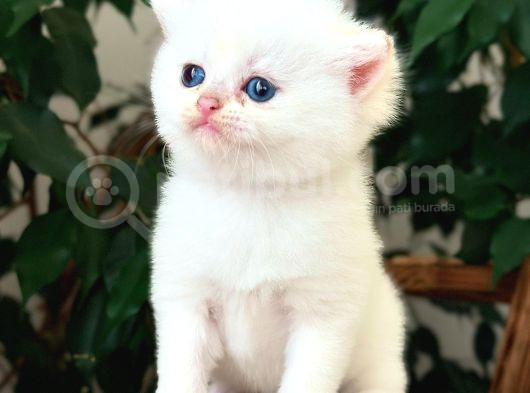 Safkan Secereli̇ British Shorthair Golden Poi̇nt Di̇şi̇ Yavru