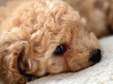 erkek Toy poodle yavru