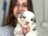 Border Collie Yavrular
