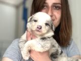 Border Collie Yavrular