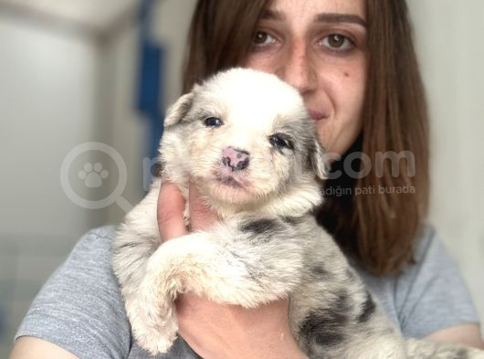 Border Collie Yavrular görsel