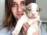Border Collie Yavrular
