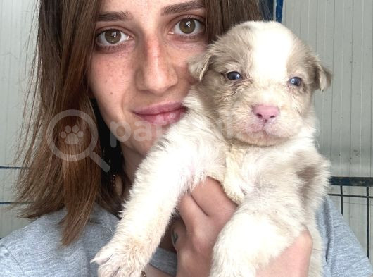 Border Collie Yavrular