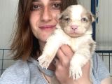 Border Collie Yavrular