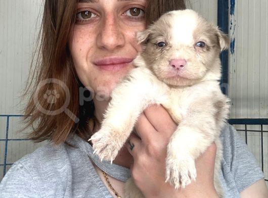 Border Collie Yavrular görsel