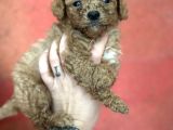 Toy Poodle Yavrular