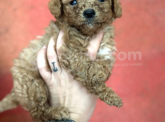 Toy Poodle Yavrular görsel