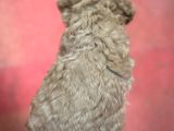 Toy Poodle Yavrular