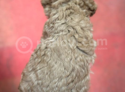 Toy Poodle Yavrular görsel
