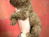 Toy Poodle Yavrular