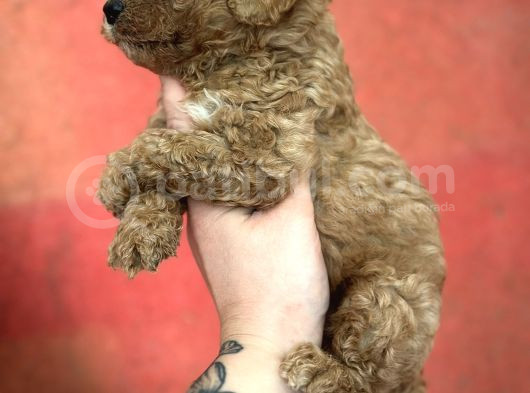 Toy Poodle Yavrular görsel