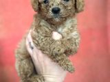 Toy poodle Yavrular
