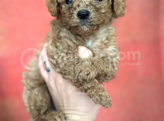 Toy Poodle Yavrular