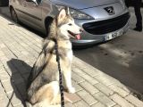 8 aylık dişi sibirya kurdu