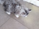 Biritsh 3 Aylık Erkek Kedi 