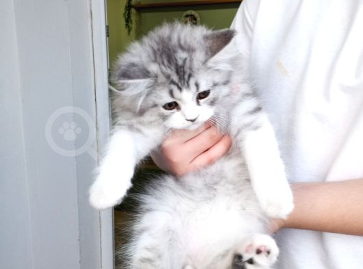Biritsh 3 Aylık Erkek Kedi  görsel