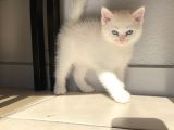 Kar Beyaz Bri̇ti̇sh Yavrularimiz