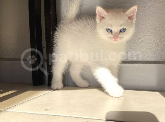Kar Beyaz Bri̇ti̇sh Yavrularimiz görsel