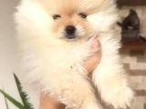 Teddy Bear Pomerian