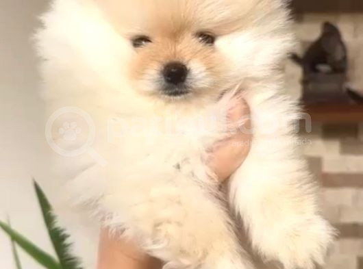 Teddy Bear Pomerian