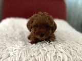 Kore Poodle