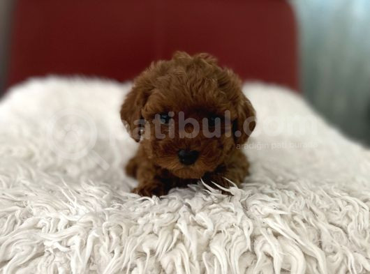Kore Poodle görsel