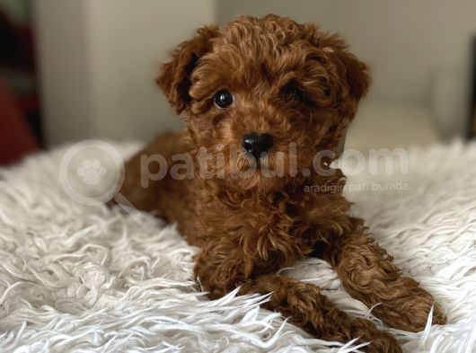 Kore Poodle görsel
