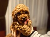 Kore Poodle